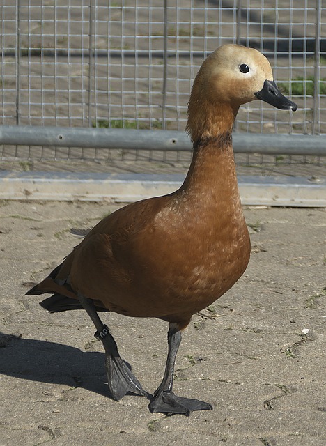 防守